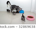 American shorthair cat family.  32869638