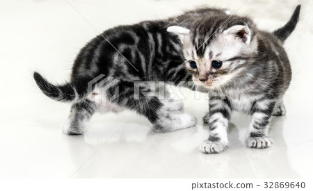 Cute American shorthair cat kitten with copy space Cute American shorthair cat kitten with copy space 32869640