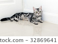 American shorthair cat is sitting 32869641