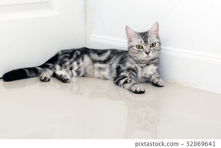 American shorthair cat is sitting American shorthair cat is sitting 32869641
