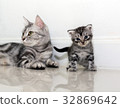 American shorthair cat family. Mom cat with kitten 32869642