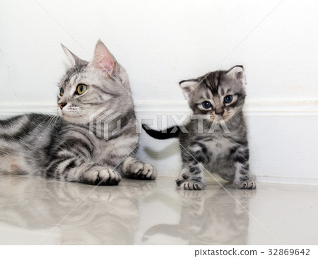 American shorthair cat family. Mom cat with kitten 32869642