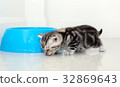 Cute American shorthair cat kitten with copy space 32869643