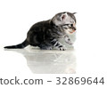 Cute American shorthair cat kitten with copy space 32869644