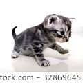 Cute American shorthair cat kitten with copy space 32869645