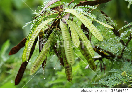 Nemnoki fruit Nemnoki fruit 32869765