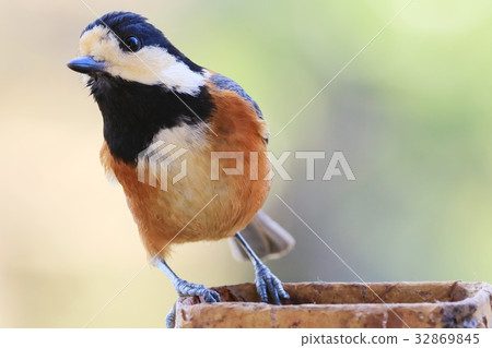 野生鳥野公豬關閉 32869845