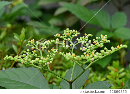 黃色花花 32869853