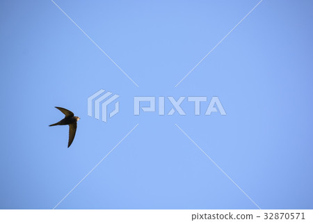 Common swift or Apus apus flies in blue sky 32870571