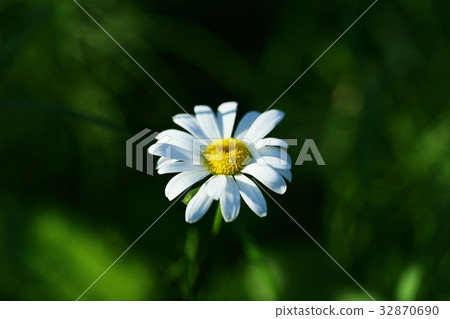 French Giku 32870690