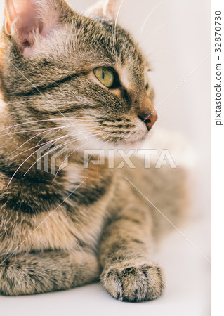 Portrait of a cat on the window Portrait of a cat on the window 32870730