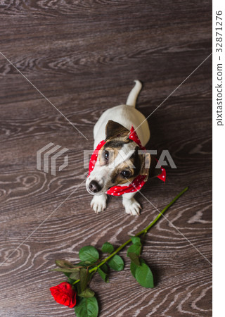 Jack Russell Terrier with red rose. 32871276