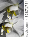 Phalaenopsis orchid  32871784