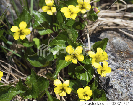 Naebakisu Mille (Naeba Kiso) 32871795