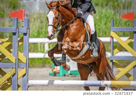 Equestrian scenery Equestrian scenery 32871937