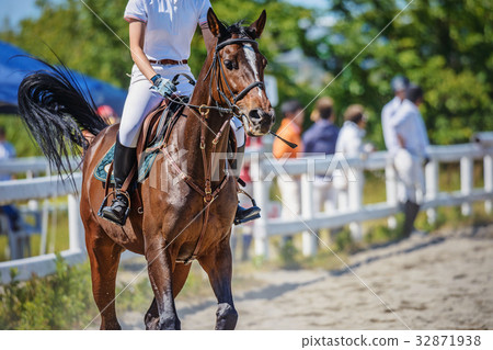 Equestrian scenery Equestrian scenery 32871938