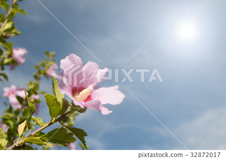 Pink flower in spring on a sunny day 32872017