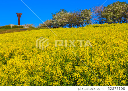 Rakuhako Takahara Nanohana和櫻花 32872108