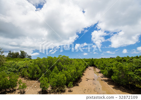 Shimajiri的紅樹林 32872109