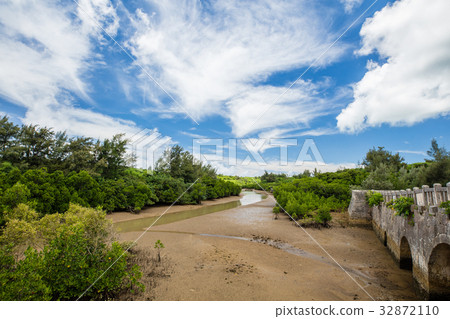 Shimajiri的紅樹林 32872110