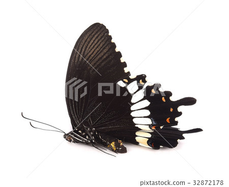 butterfly isolated on white background 32872178