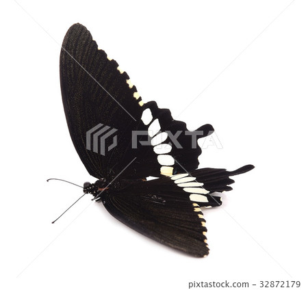 Butterfly isolated on white background 32872179