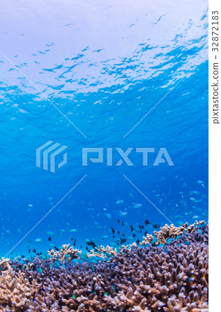 Debazumedai living in corals Okinawa Prefecture, Kerama Islands, Zamami sea 32872183