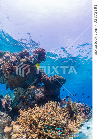 Fish that live on coral reefs Okinawa Prefecture, Kerama Islands, Zamami sea 32872191
