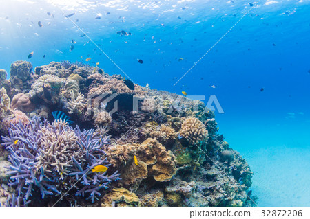 Colorful coral reefs Okinawa Prefecture, Kerama Islands, Zamami sea 32872206