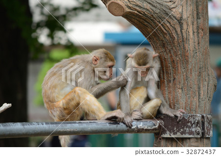 Grooming, grooming rhesus monkey, redhead monkey 32872437