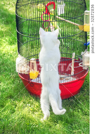 White little cat about bird in cage White little cat about bird in cage 32872836