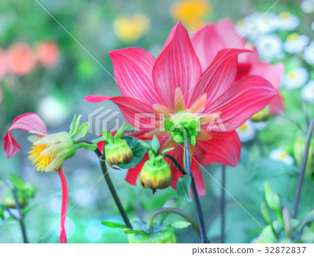 Red dahlia turned away Red dahlia turned away 32872837