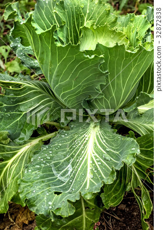 Cabbage leaves on head Cabbage leaves on head 32872838