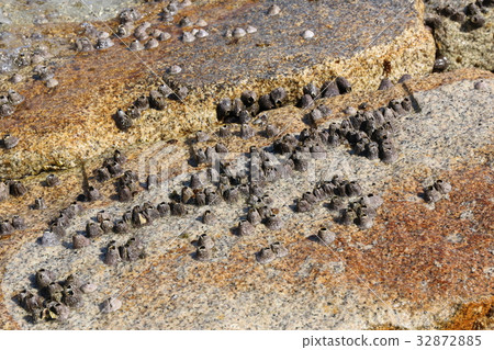 藤壺 藤壺 32872885