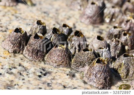 Barnacles attached to rocks Barnacles attached to rocks 32872897