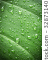 Banana leaves 32873140