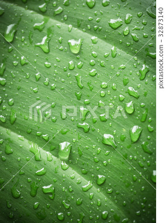 Banana leaves Banana leaves 32873140
