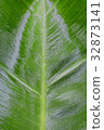 Banana leaves 32873141