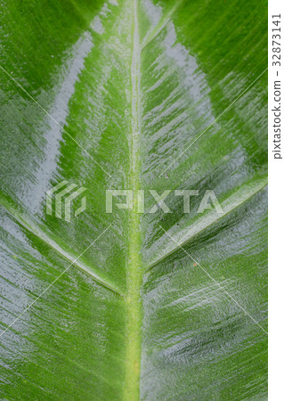 Banana leaves Banana leaves 32873141