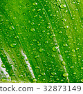 Banana leaves 32873149