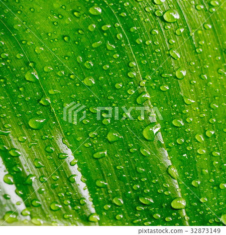Banana leaves Banana leaves 32873149