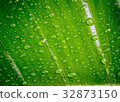 Banana leaves 32873150