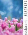 Tulips flower in the garden 32873151