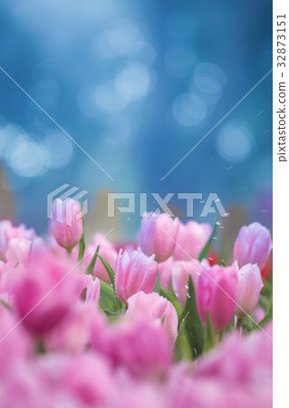 Tulips flower in the garden Tulips flower in the garden 32873151