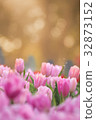 Tulips flower in the garden 32873152