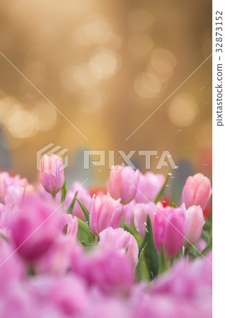 Tulips flower in the garden Tulips flower in the garden 32873152