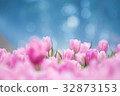 Tulips flower in the garden 32873153