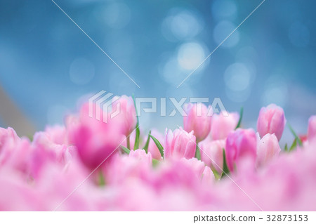 Tulips flower in the garden Tulips flower in the garden 32873153