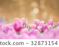 Tulips flower in the garden 32873154