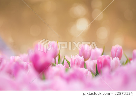 Tulips flower in the garden Tulips flower in the garden 32873154